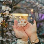 Spring Blossoms: Traveling to Destinations in Full Bloom