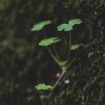 DIY Herbal Remedies for Everyday Ailments