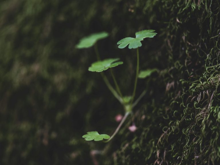 DIY Herbal Remedies for Everyday Ailments