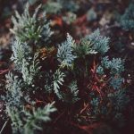 Seasonal Decorating With Natural Elements