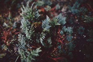 Seasonal Decorating With Natural Elements