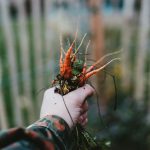 Gardening for Kids: Learning Through Nature