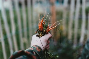 Gardening for Kids: Learning Through Nature