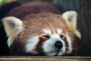 Pet-Friendly Vacations That Welcome Furry Companions Everywhere