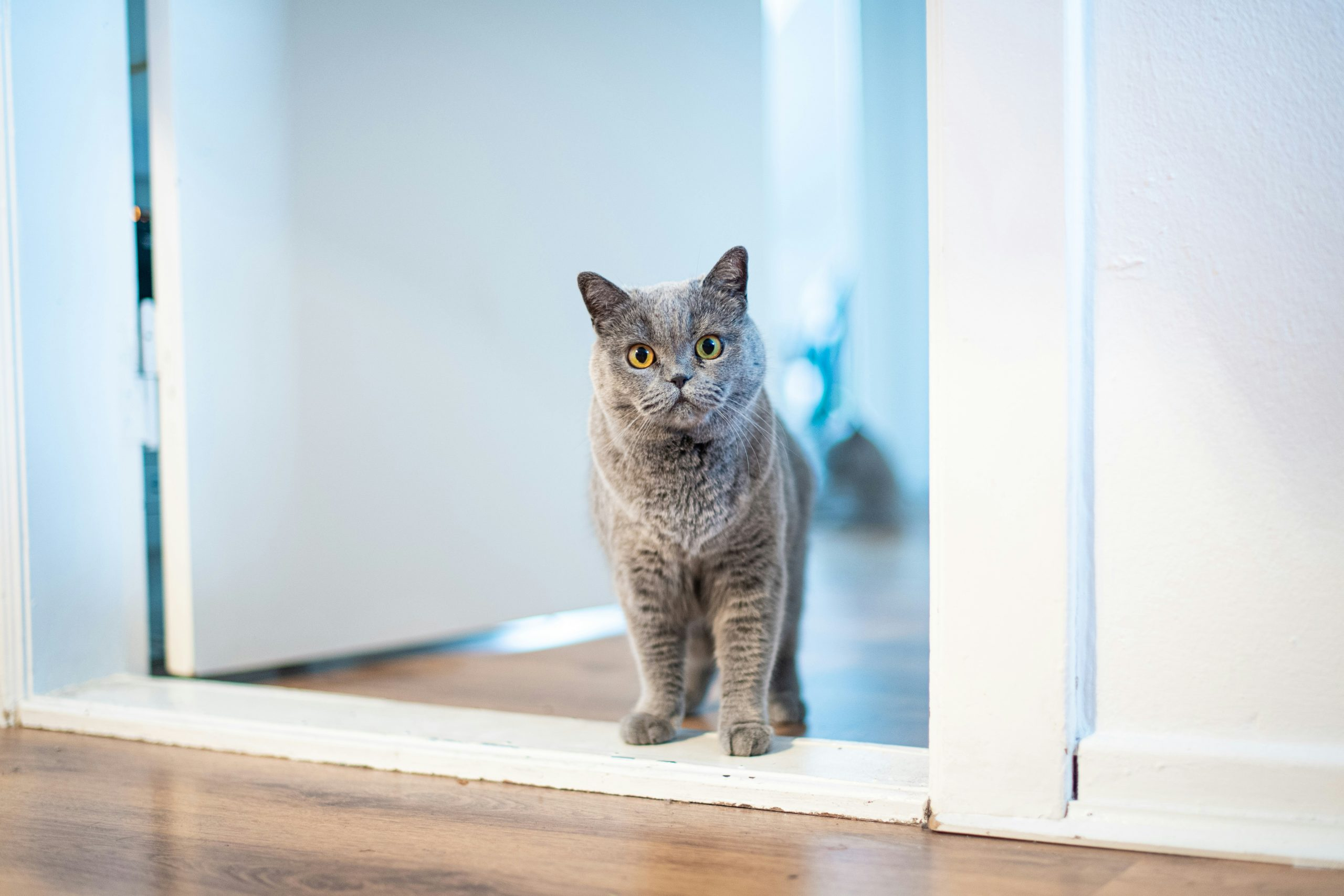 Pet-Friendly Home Upgrades