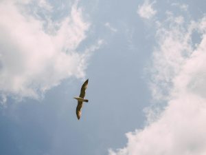 Drones Deliver Packages Faster Than Ever