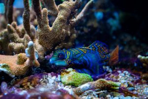 Diving Into Adventure on Uncharted Tropical Reefs