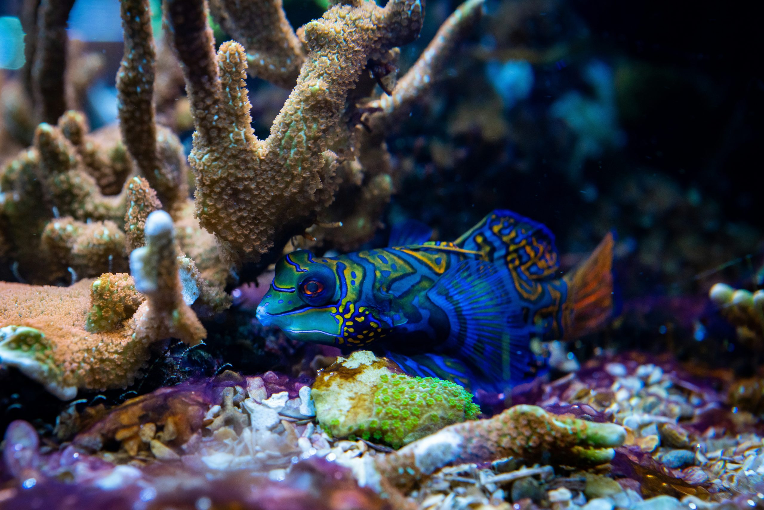 Diving Into Adventure on Uncharted Tropical Reefs