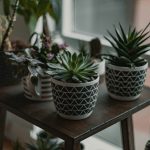DIY Planters for Indoor and Outdoor Use
