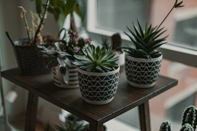 DIY Planters for Indoor and Outdoor Use