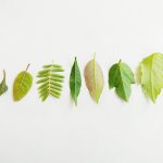 Biodegradable Materials Enter the Automotive Mainstream