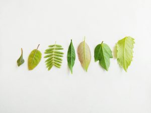 Biodegradable Materials Enter the Automotive Mainstream