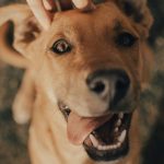 Pet Photography Tips for Great Shots