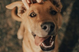 Pet Photography Tips for Great Shots
