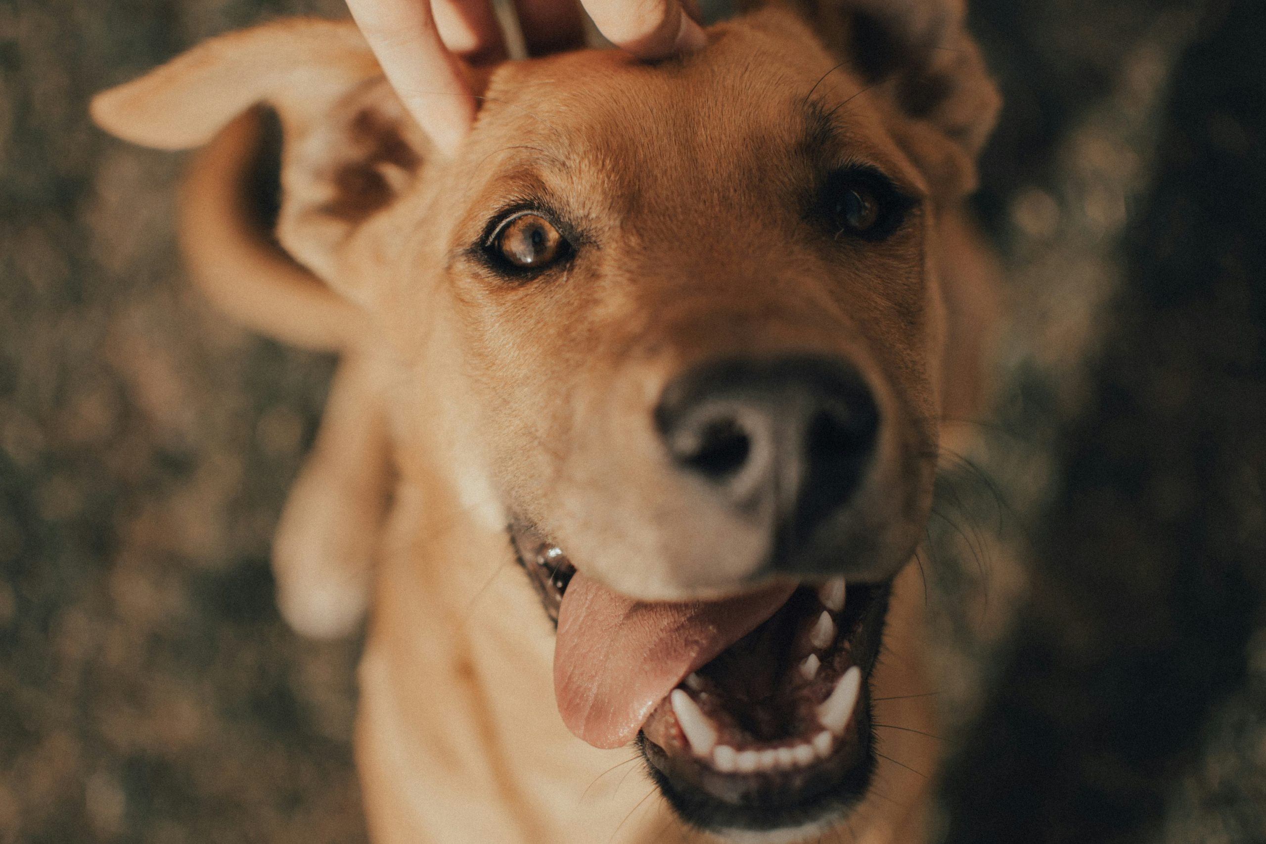 Pet Photography Tips for Great Shots