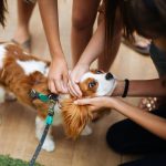 Pet Adoption: What to Know Before You Commit