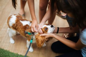 Pet Adoption: What to Know Before You Commit