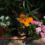 Gardening for Edible Flowers