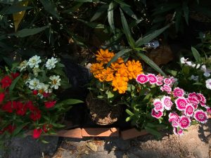 Gardening for Edible Flowers