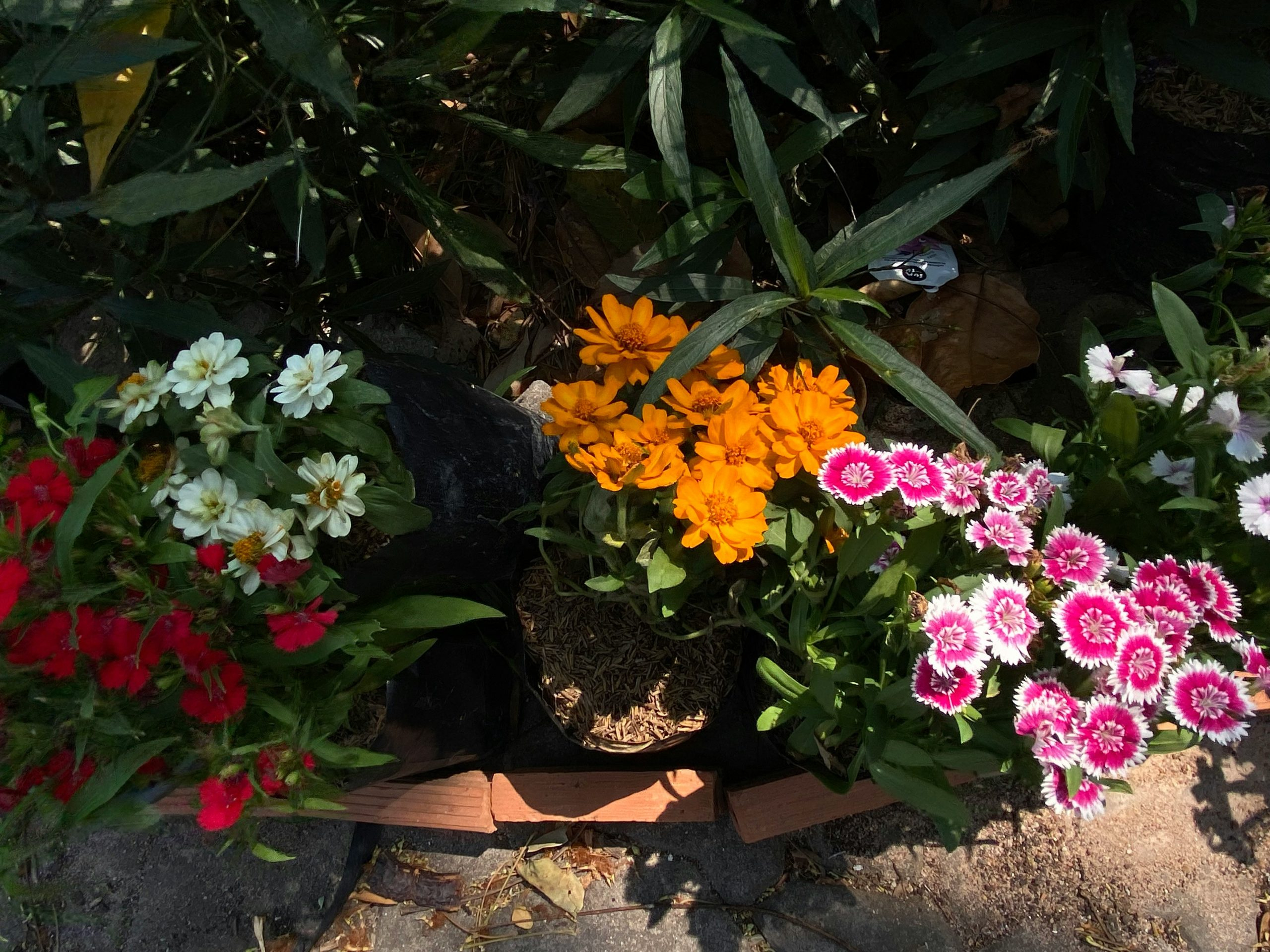 Gardening for Edible Flowers